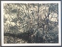 Oleta Mangroves 1, 2017, relief print on rice paper, 36 x 60 inches